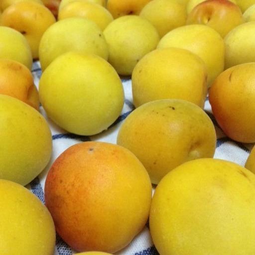 PREMIUM UMEBOSHI Jepang – Plum Nanko Wakayama | Rosella Bali | — foto 6